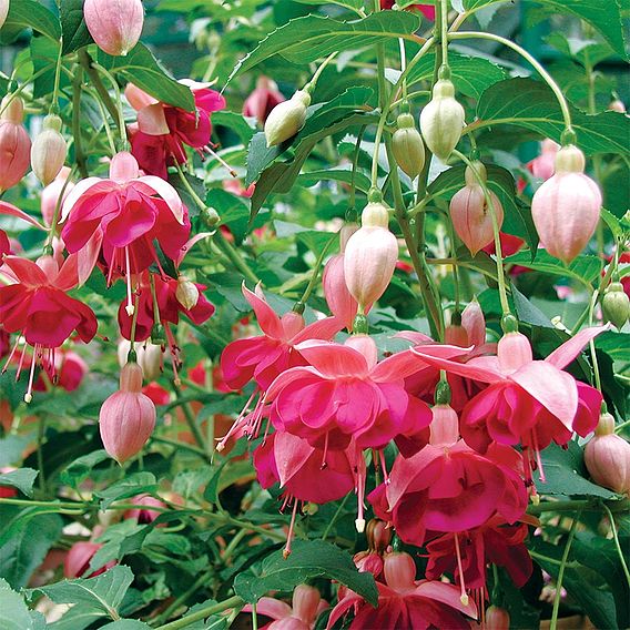 Fuchsia Plant - Garden News