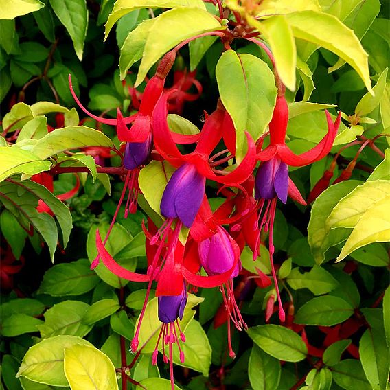 Fuchsia 'Genii' (Hardy)