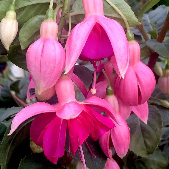 Fuchsia 'Garden News' (Hardy)