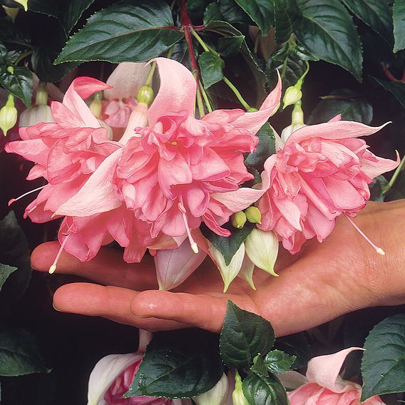 Fuchsia Plants - Giant Flowered Collection