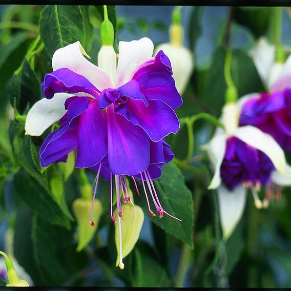 Fuchsia Plants - Giant-flowered Trailing Deep Purple
