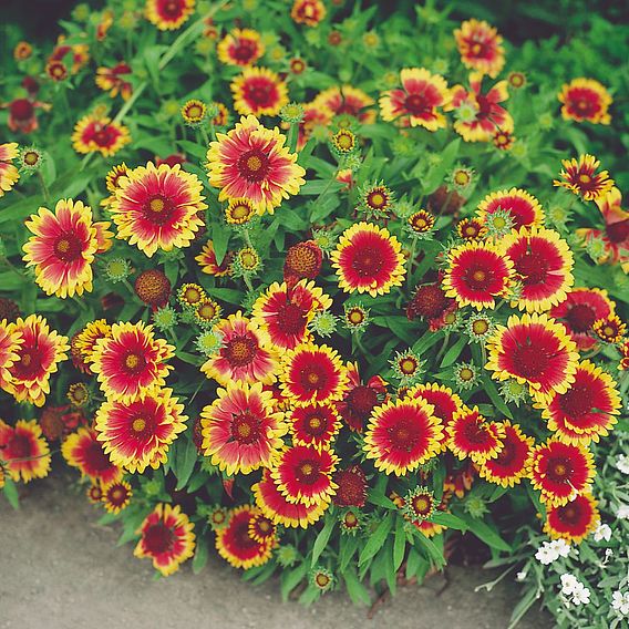 Gaillardia 'Goblin' - Seeds