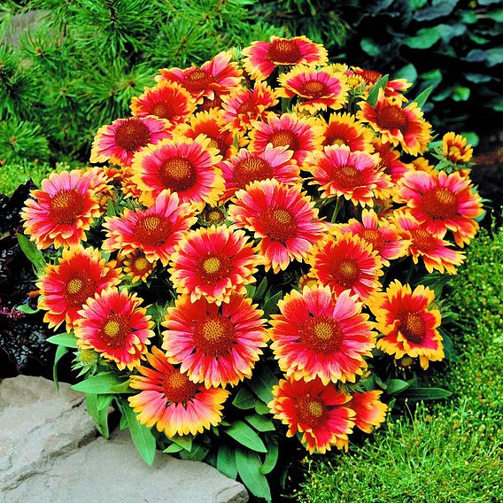 Gaillardia aristata 'Arizona Sun'