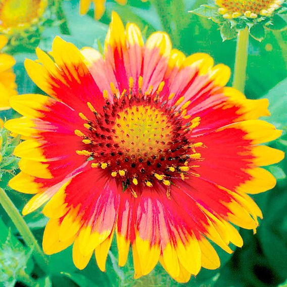 Gaillardia aristata 'Arizona Sun'