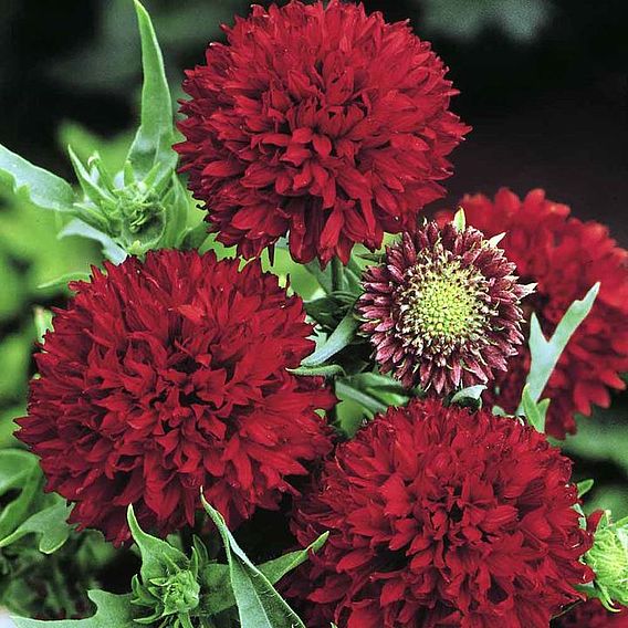 Gaillardia Seeds - Red Plume