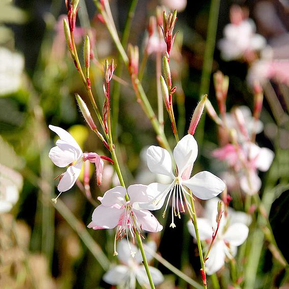 Gaura 'The Bride' - Seeds