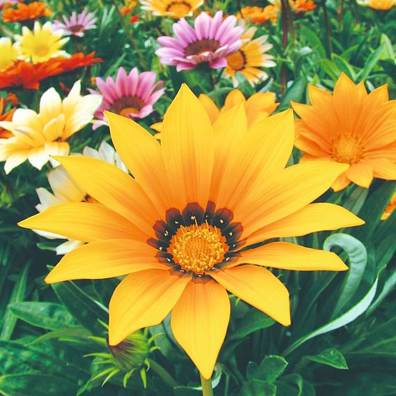 Gazania 'Super Hybrid Mix' - Seeds
