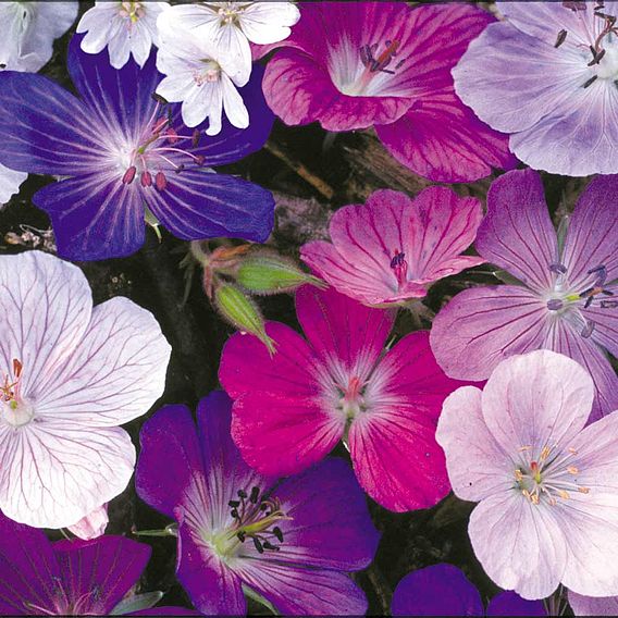 Geranium Seeds - Hardy Mix