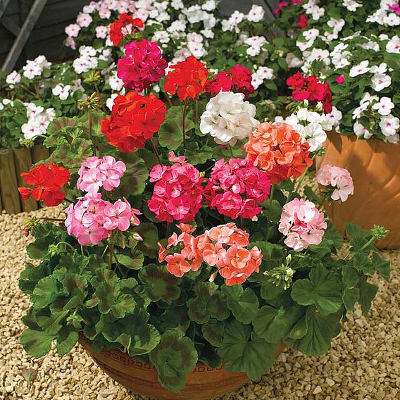 Geranium F2 'Super Hybrid Mix' - Seeds