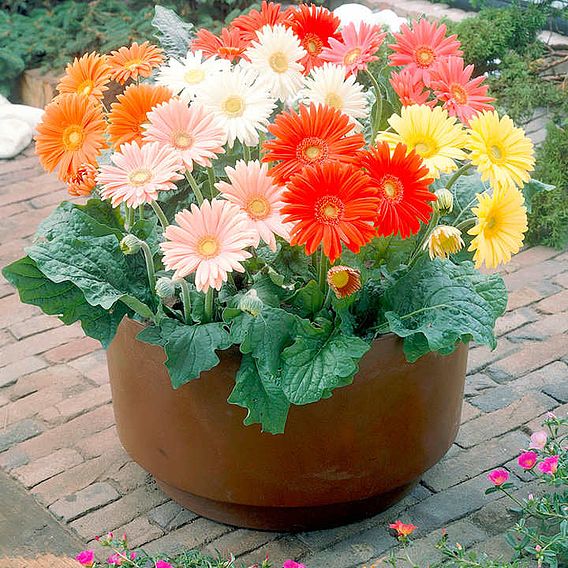 Gerbera 'Cut Flower Mix' - Seeds