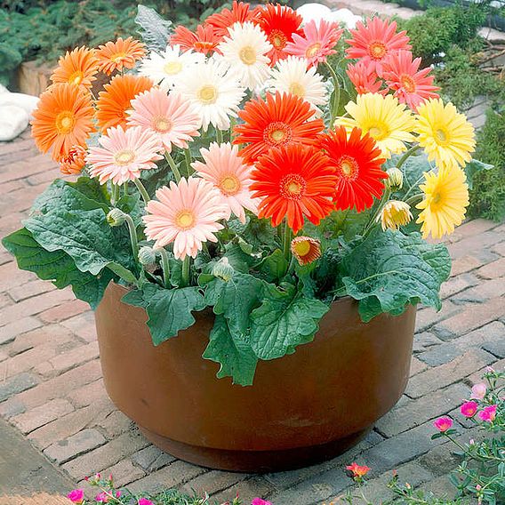 Gerbera Seeds - Cut Flower Mix