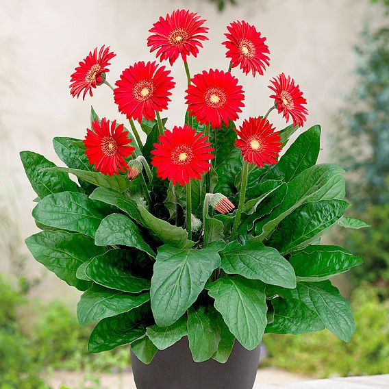 Gerbera 'Sweet Love'