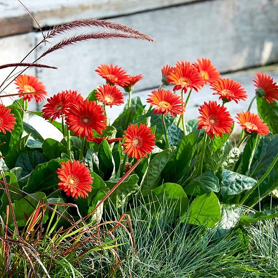 Gerbera 'Sweet Love'