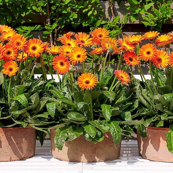 Gerbera 'Sweet Sunset'