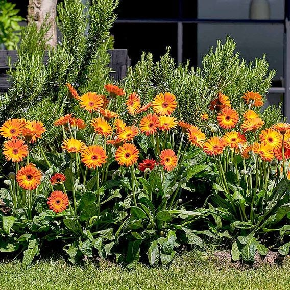 Gerbera 'Sweet Sunset'