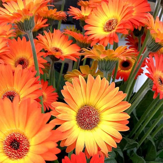 Gerbera 'Sweet Sunset'