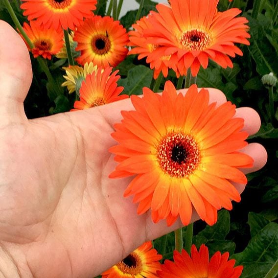 Gerbera 'Sweet Sunset'