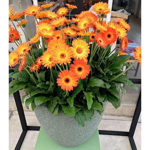 Gerbera 'Sweet Sunset'