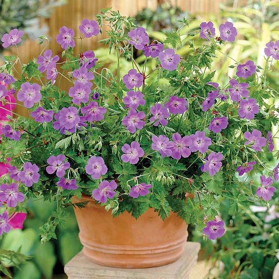 Geranium 'Rozanne'