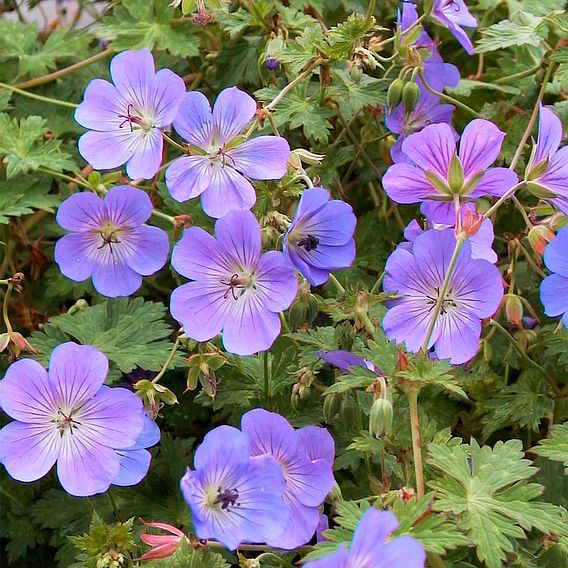 Geranium 'Rozanne'