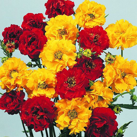 Geum 'Oranges and Lemons' - Seeds