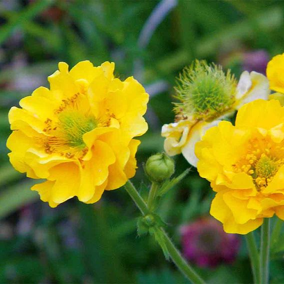 Geum 'Lady Stratheden'