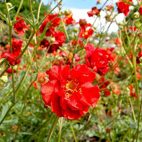 Nurserymans Choice Large Plants