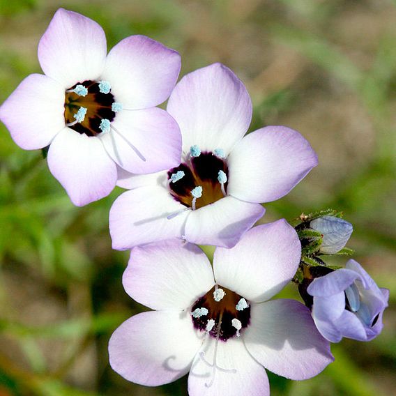 Gilia Seeds - Violet Fields