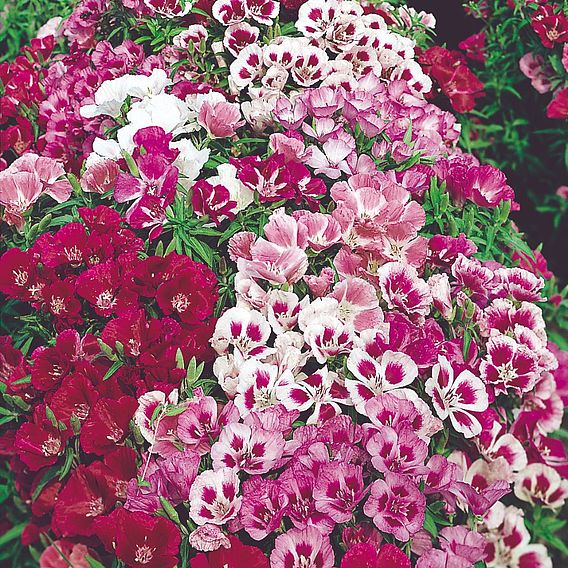 Godetia 'Little Frills Mix' - Seeds