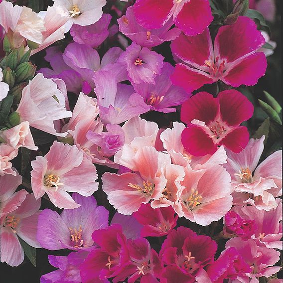 Godetia 'Precious Gems Mix' - Seeds