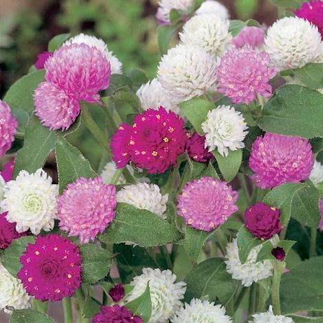 Gomphrena Pink And White Tall Mix - Seeds