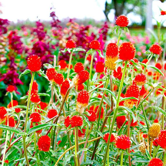 Gomphrena Seeds - haageana Orange