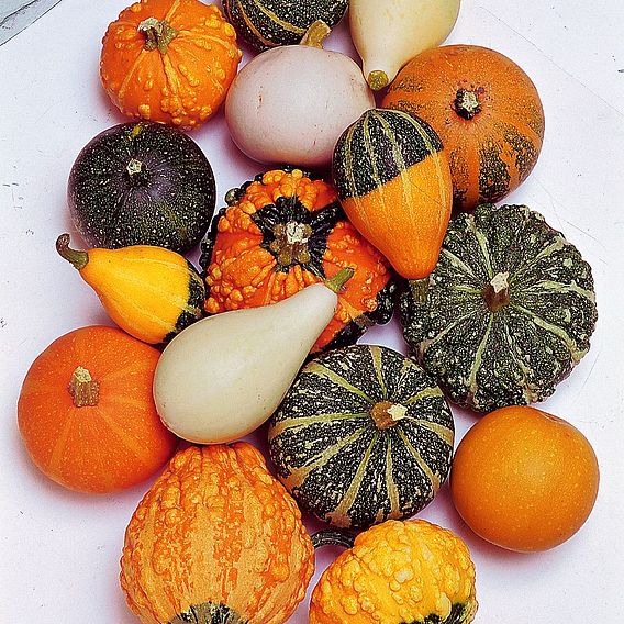 Gourd (Inedible) 'Ornamental' - Seeds