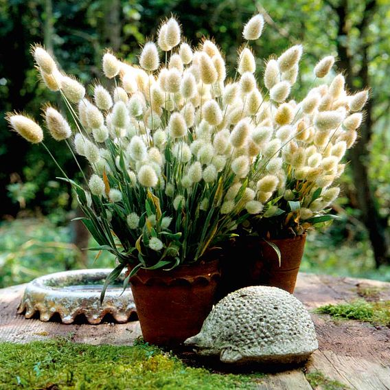 Grasses Ornamental 'Bunny Tails' - Seeds