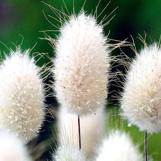 Grasses Ornamental 'Bunny Tails' - Seeds