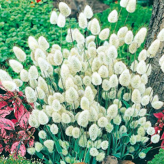Grasses Ornamental 'Bunny Tails' - Seeds