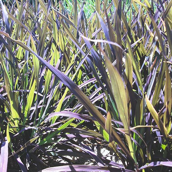 Prairie Ornamental Grass Black Madras - Seeds
