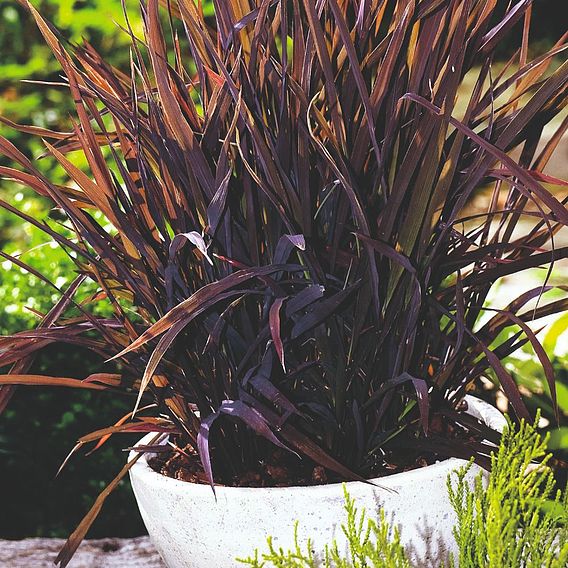 Prairie Seeds -Ornamental Grass  Black Madras