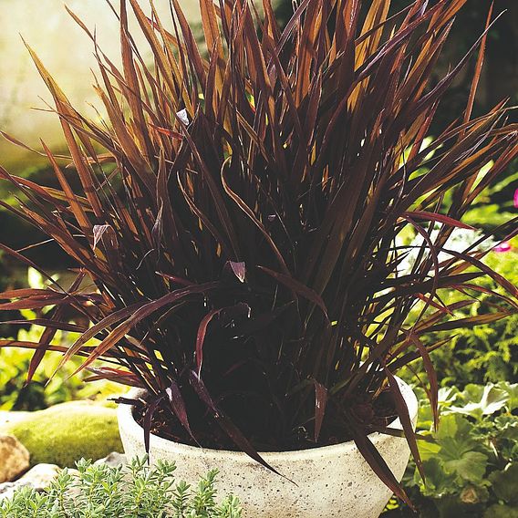 Prairie Ornamental Grass Black Madras - Seeds