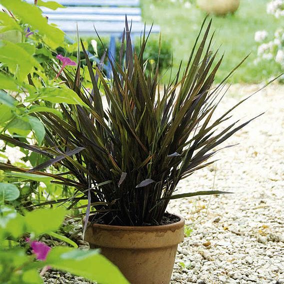 Prairie Ornamental Grass Black Madras - Seeds