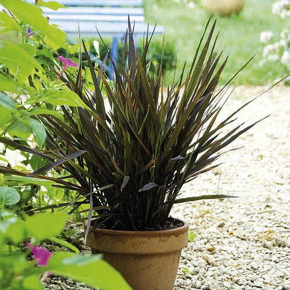 Prairie Seeds -Ornamental Grass  Black Madras