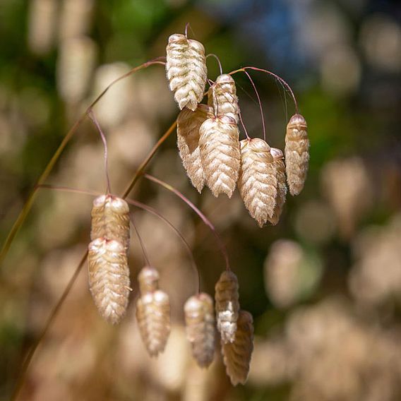 Prairie 'Greater Quaking Grass' - Seeds