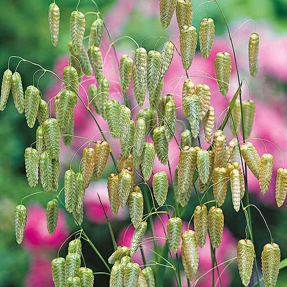 Prairie 'Greater Quaking Grass' - Seeds