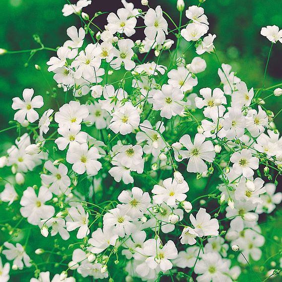 Gypsophila Seeds - Covent Garden White