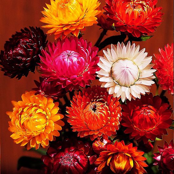 Strawflower Seeds - Forever Mix