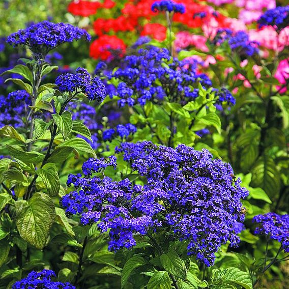 Heliotrope 'Marine' - Seeds