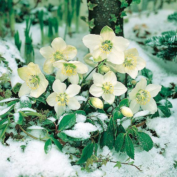 Hellebore Niger