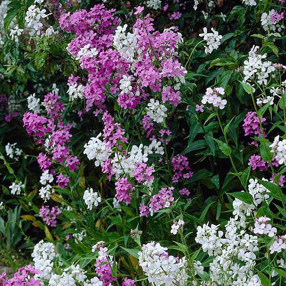 Hesperis 'Mix' - Seeds