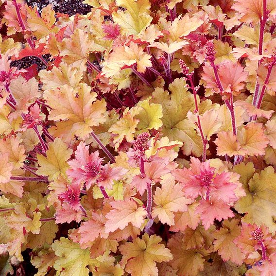 Heuchera 'Marmalade'