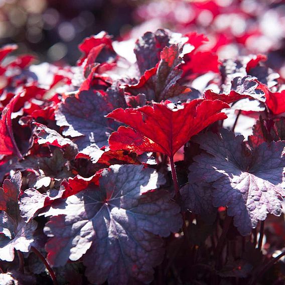 Heuchera villosa 'Palace Purple'